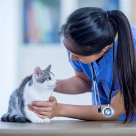 patterson veterinary hospital photos|Share a photo of your pet .